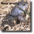 Rana arvalis
